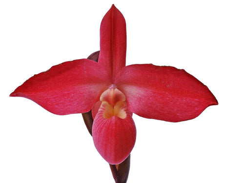 Phragmipedium Peruflora's Cirila Alca