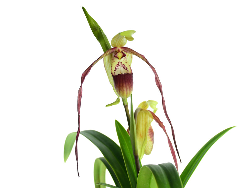 Phragmipedium QF Lee