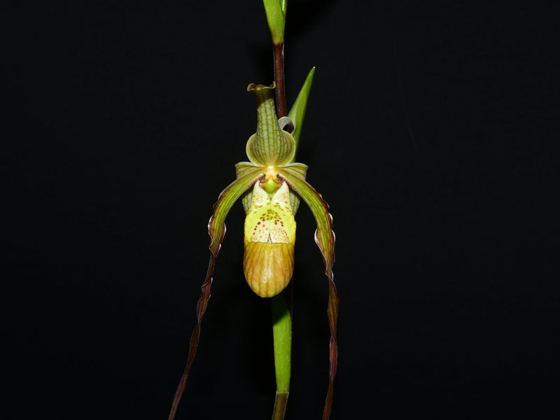 Phragmipedium Rina Soto