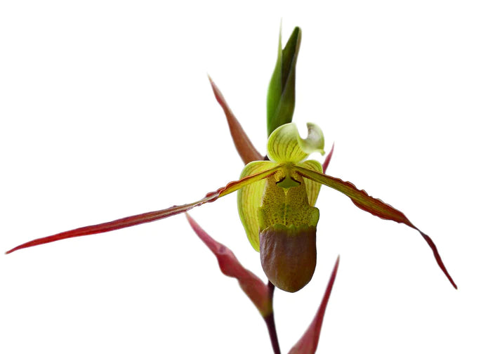 Phragmipedium Río Mira