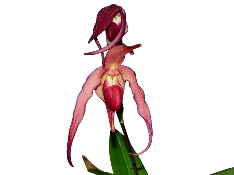 Phragmipedium Super Rubies