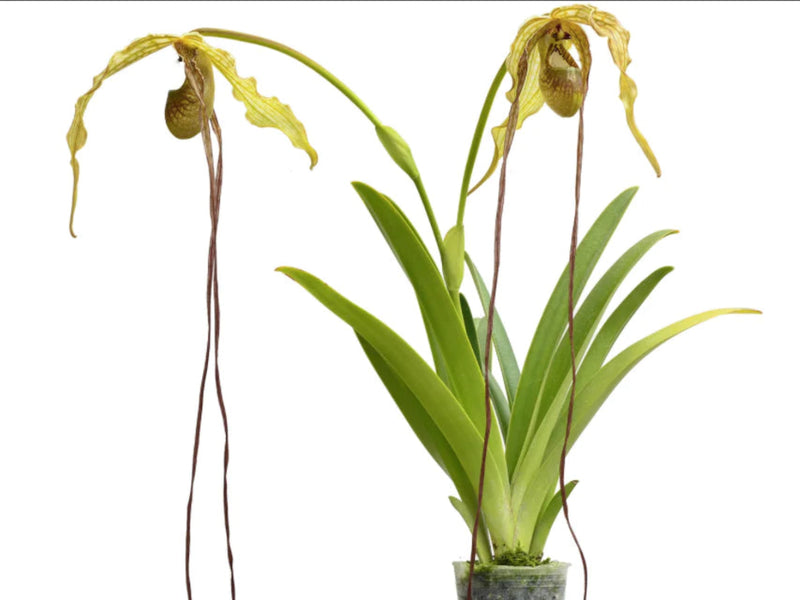 Phragmipedium Zapatilla de la Virgen