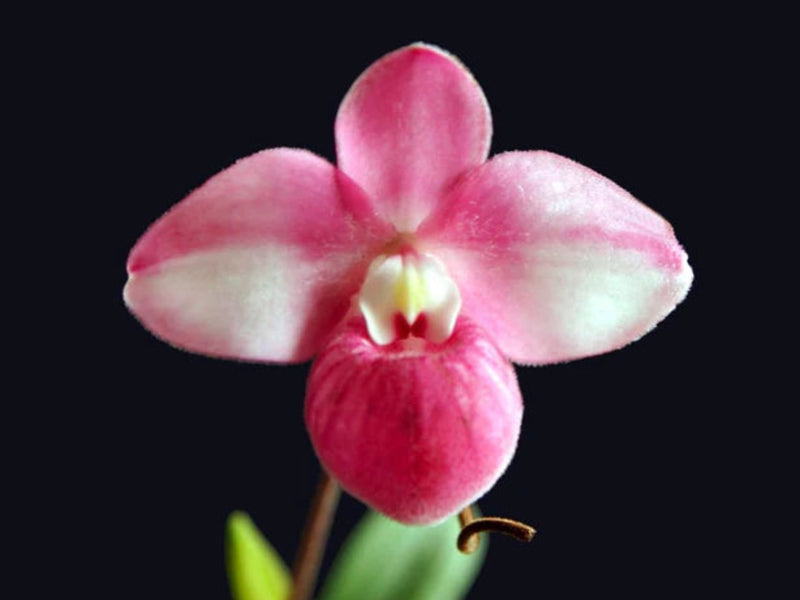 Phragmipedium fischeri