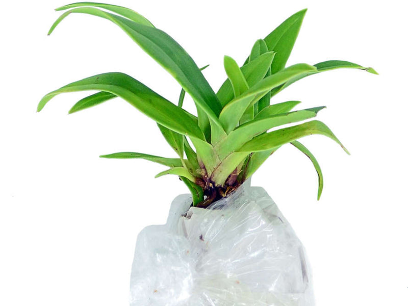 Phragmipedium fischeri