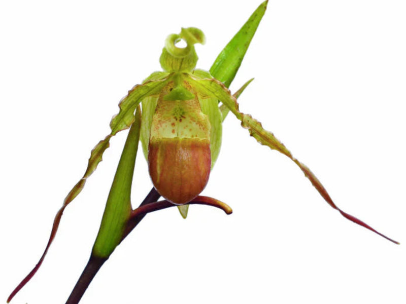 Phragmipedium hirtzii