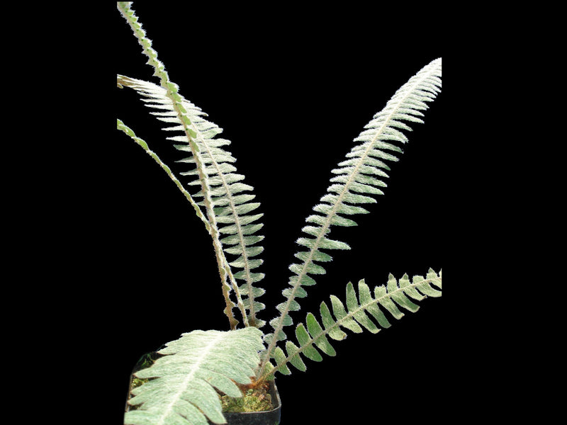 Polypodium bombycinum