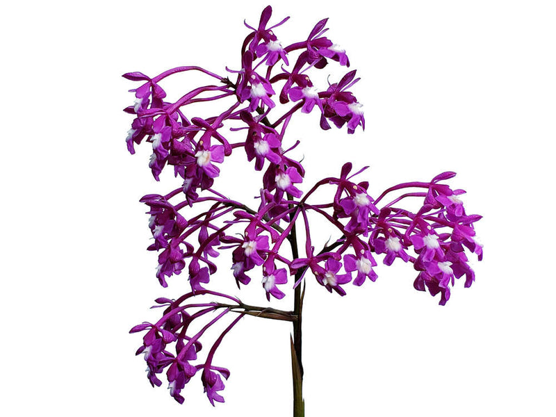 Epidendrum porphyreum