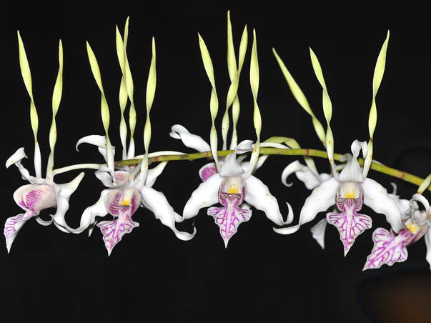 Dendrobium stratiotes