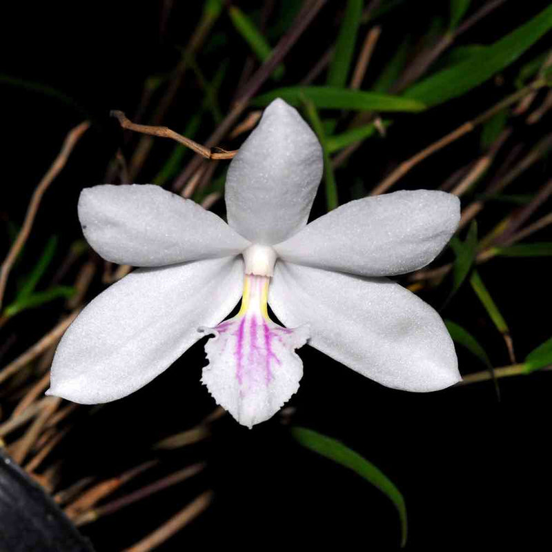 Dendrobium papilio