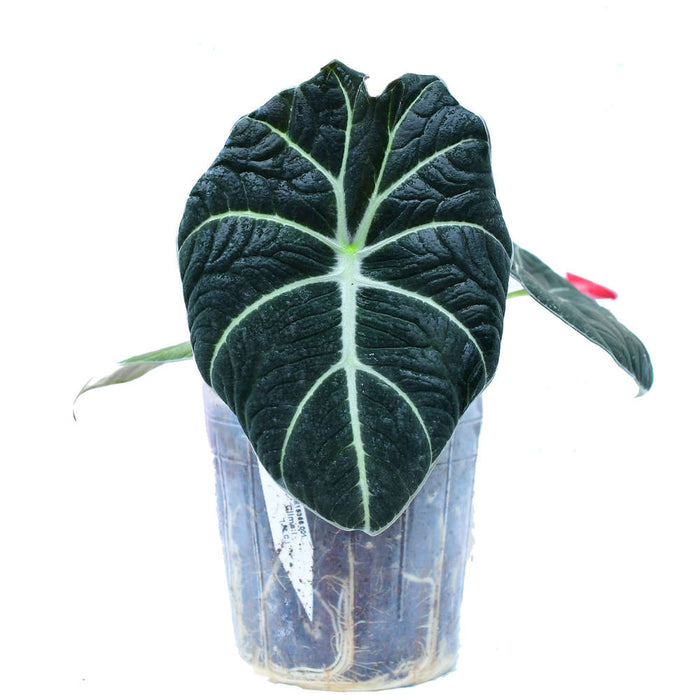 Alocasia reginula Black Velvet (seedling)