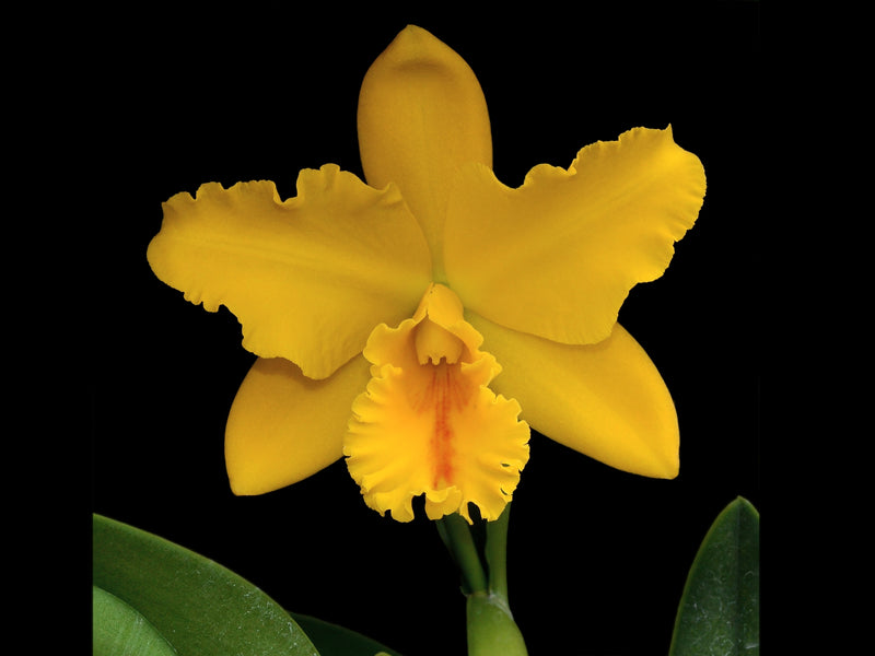 Rhyncholaeliocattleya El Cisne