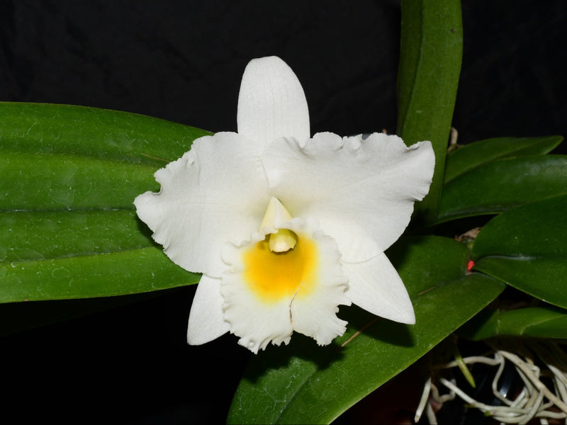 Rhyncatlaelia Penny Ann f. alba