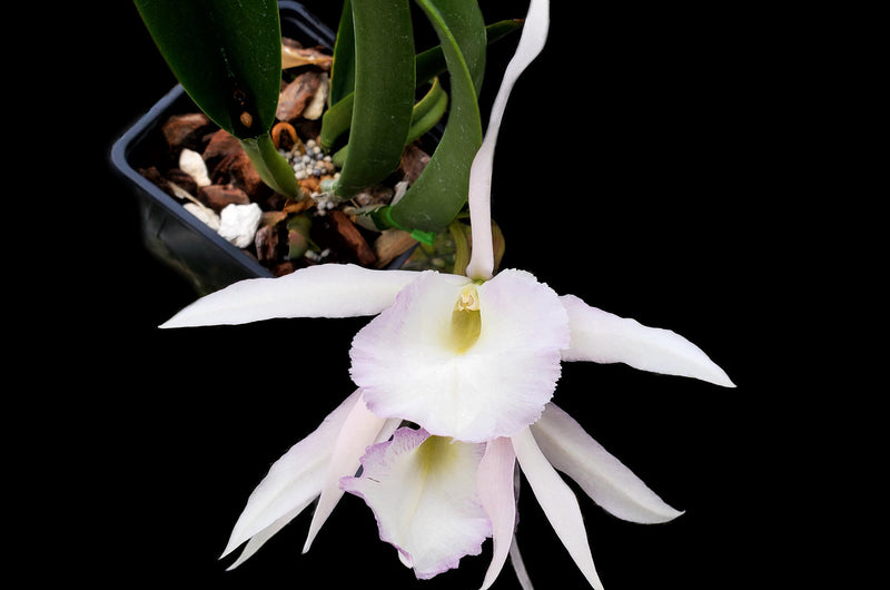 Rhynchobrassoleya Purple Cricket