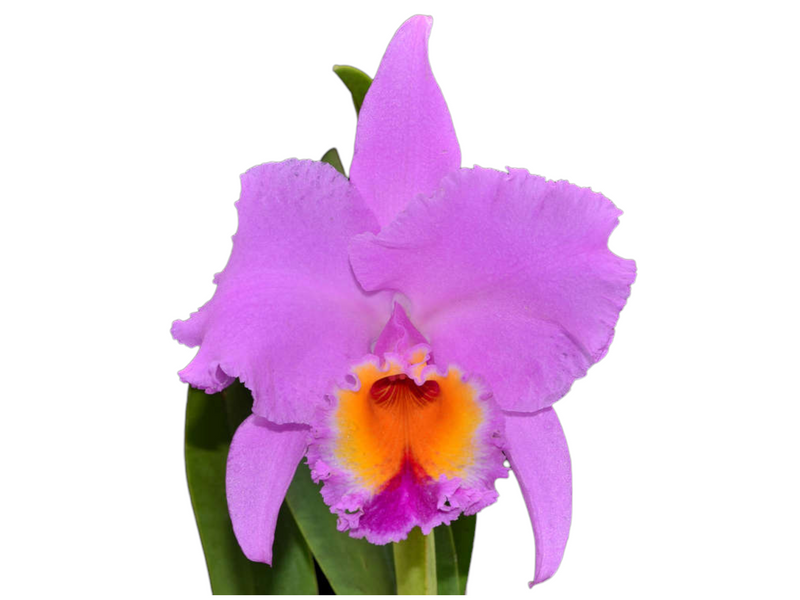 Rhyncholaeliocattleya Cutty Sark Full Soil