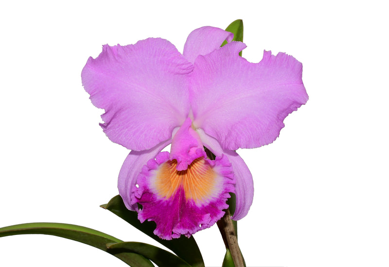 Rhyncholaeliocattleya Carioca Girl
