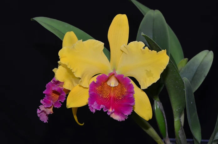 Rhyncholaeliocattleya Eugene Banziger
