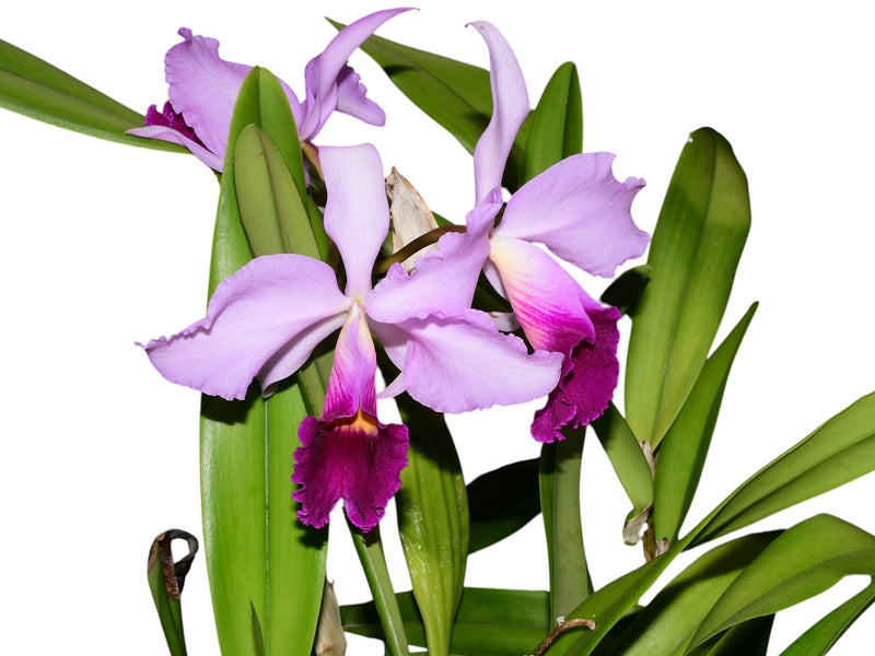 Rhyncholaeliocattleya Manabi