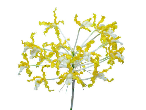 Schomburgkia undulata xanthina