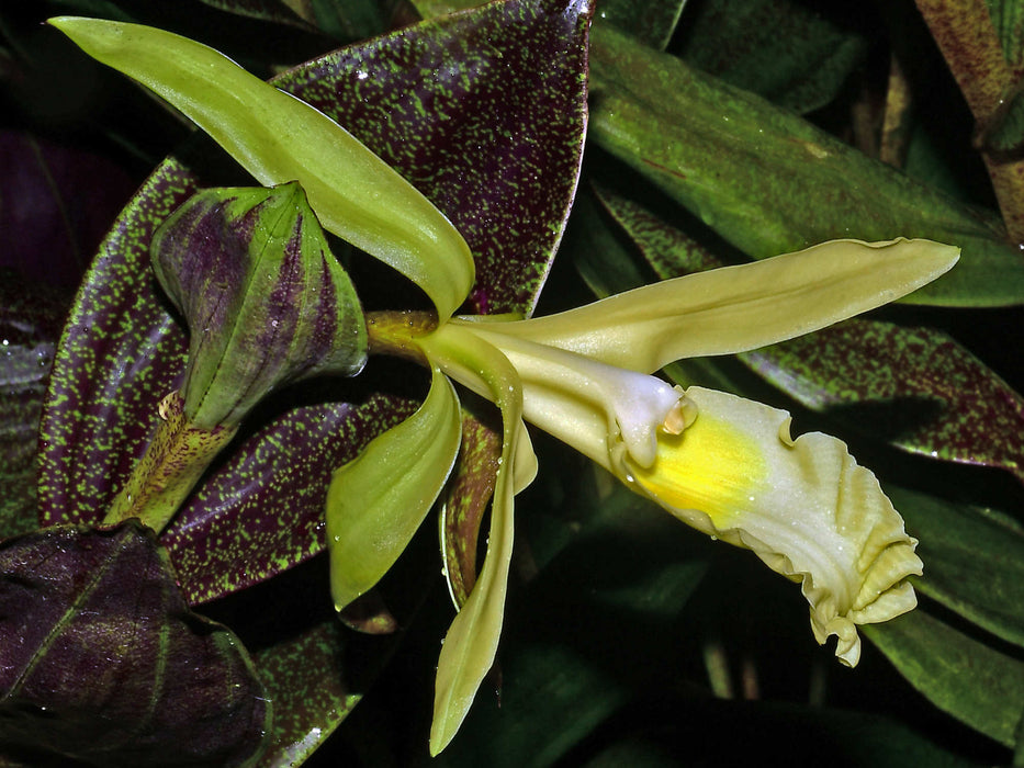 Sobralia madisonii