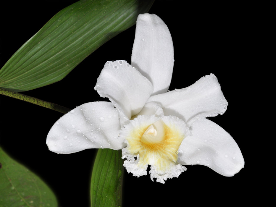 Sobralia virginalis
