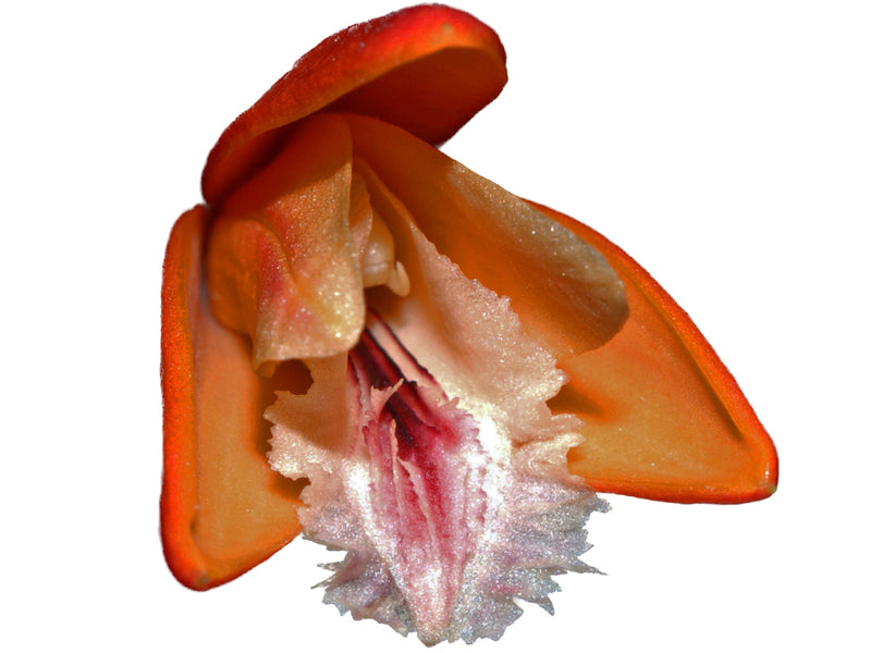 Sobralia crocea