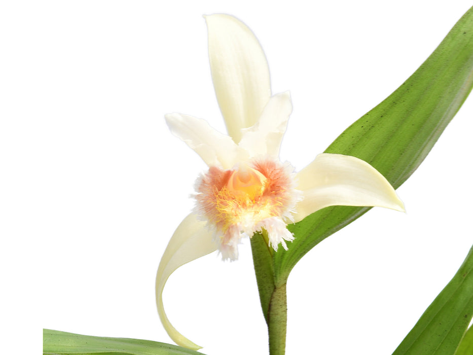 Sobralia fimbriata