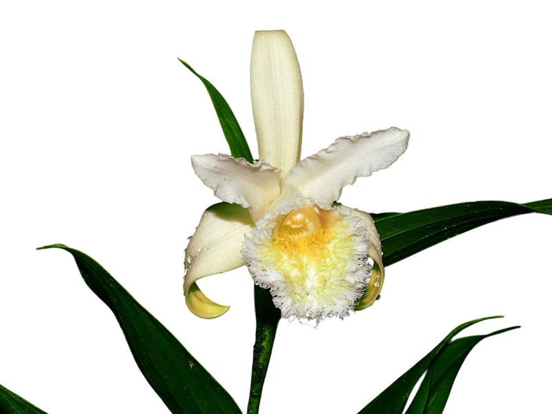 Sobralia fimbriata