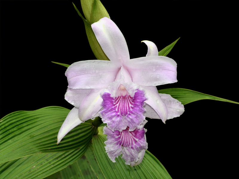 Sobralia rosea