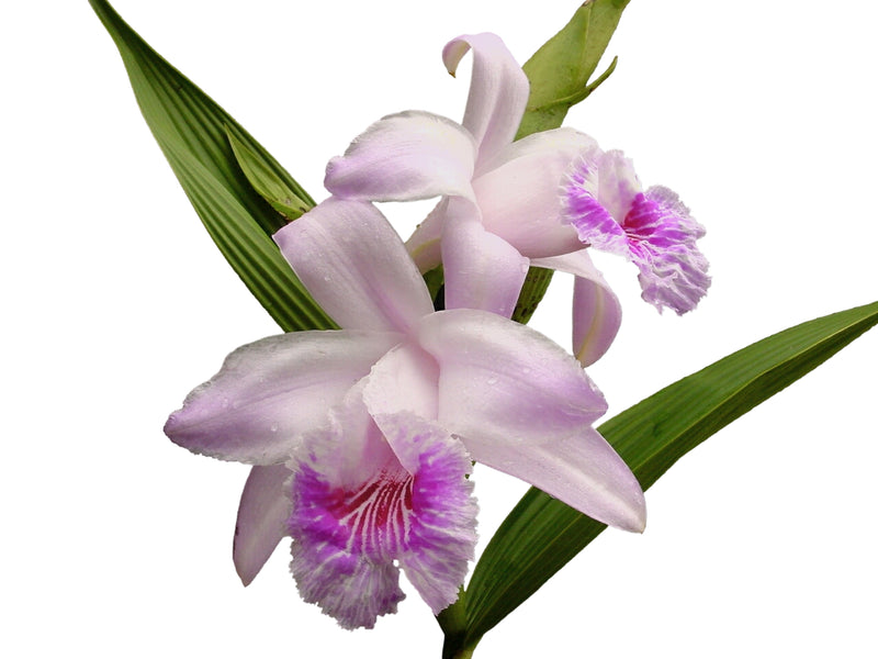 Sobralia rosea