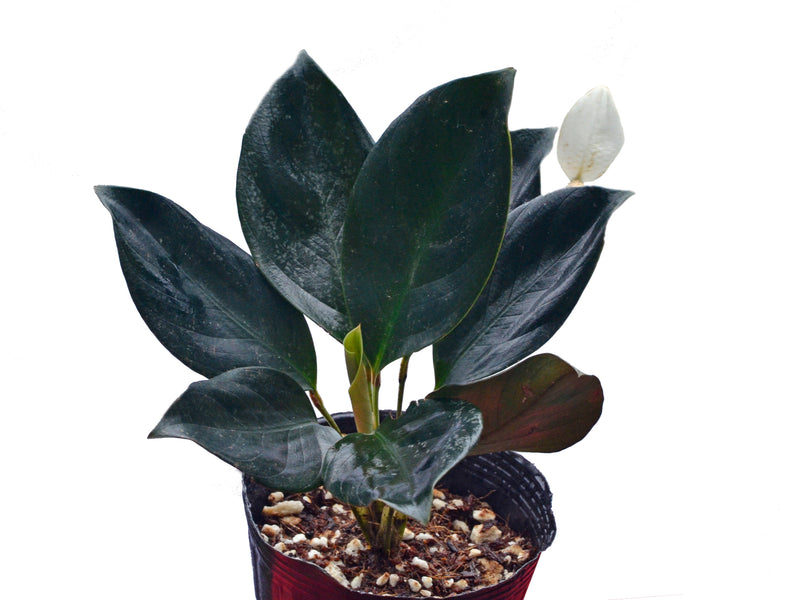 Spathiphyllum ivanportillae