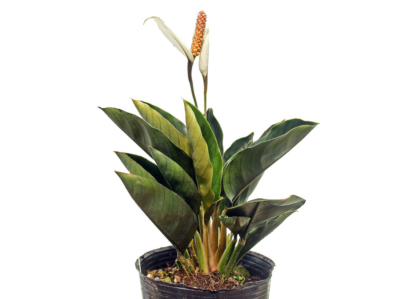 Spathiphyllum ivanportillae