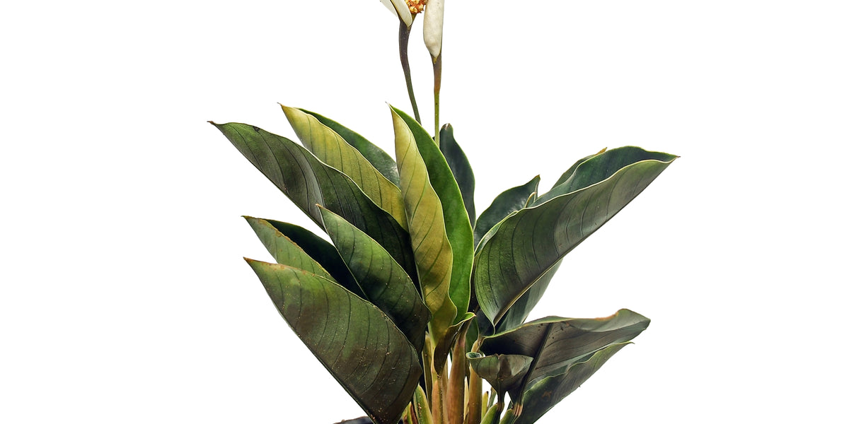 Spathiphyllum_ivanportillae_12