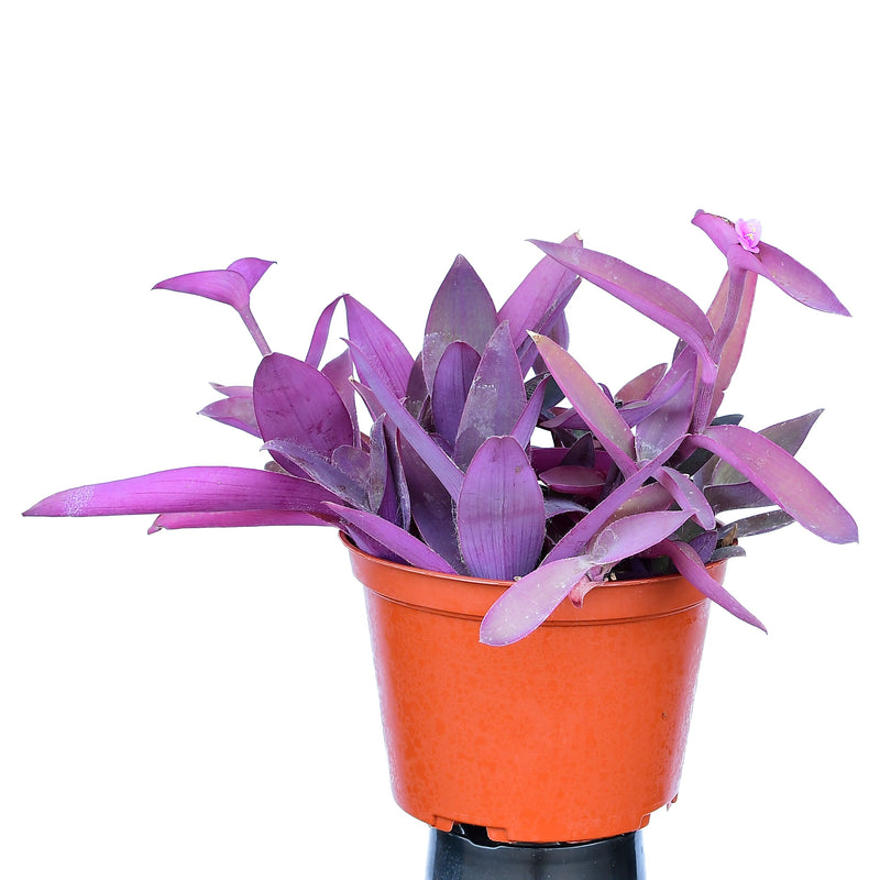 Tradescantia pallida (Purple Heart) 4"