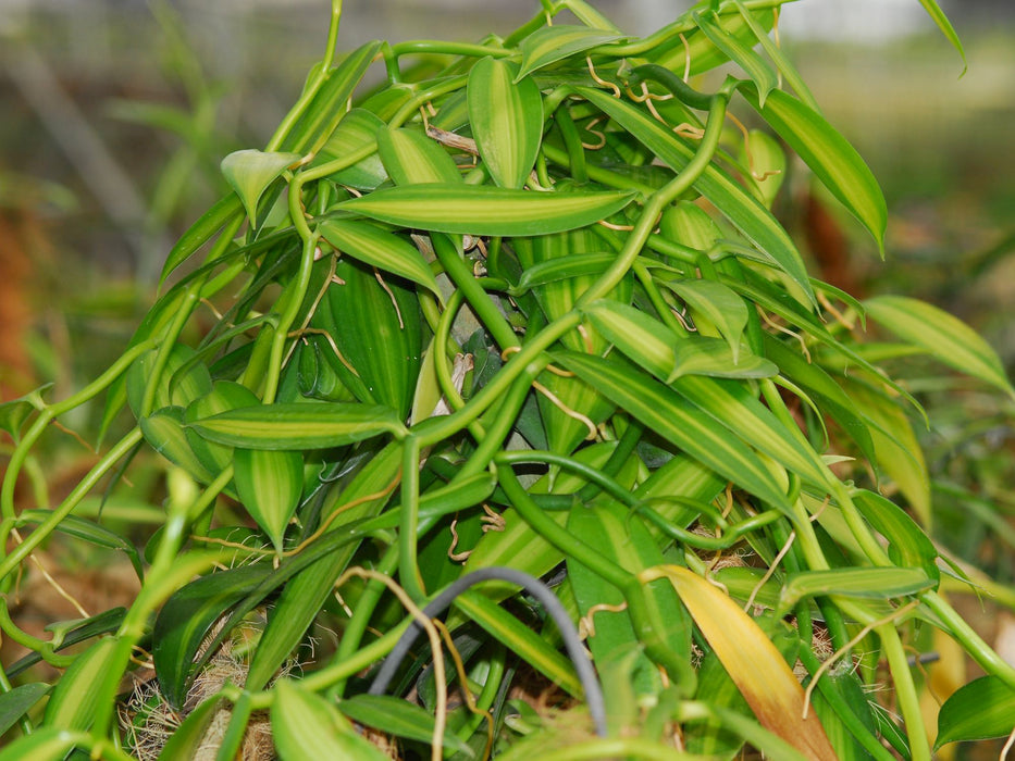 Vanilla planifolia variegada