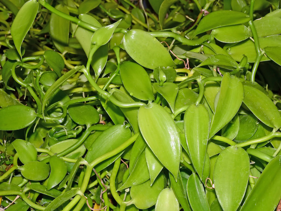 Vanilla planifolia