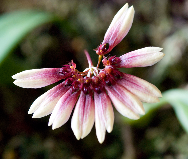 Bulbophyllum cumingii