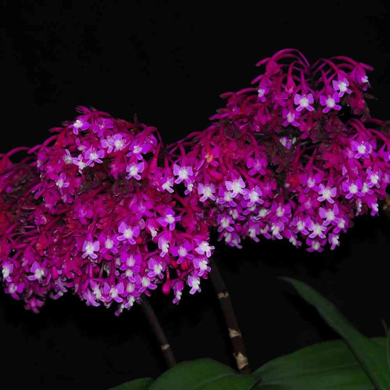Epidendrum porphyreum