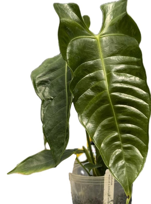 Anthurium Ecuagenera ruffles