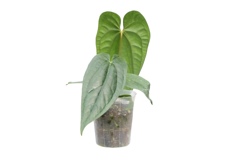 Anthurium Esmeralda Luxury