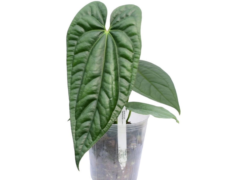 Anthurium Esmeralda Luxury