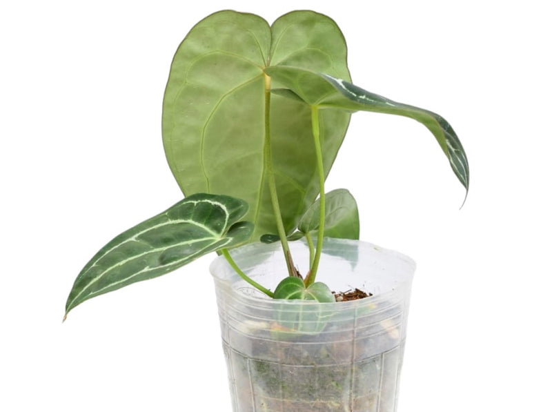 Anthurium Glamour Green