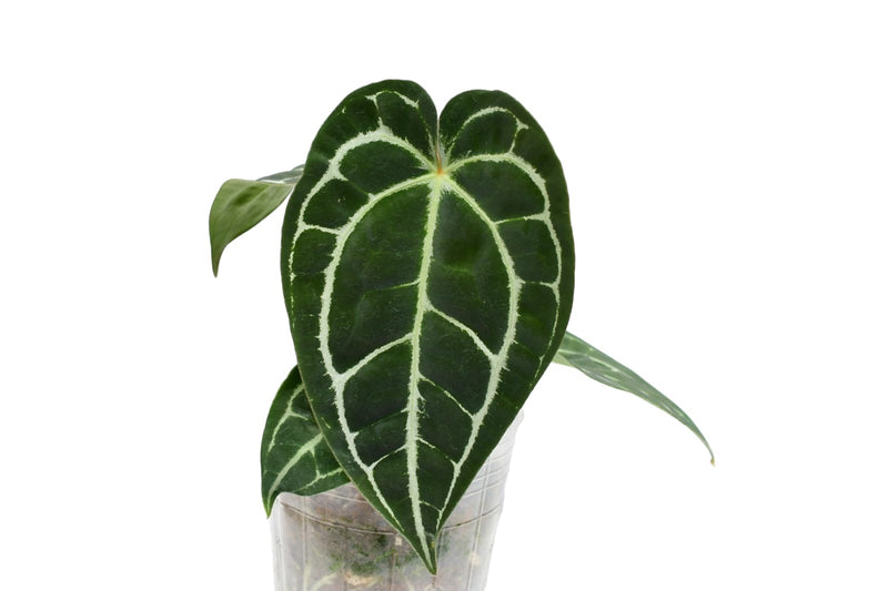 Anthurium Glamour Green