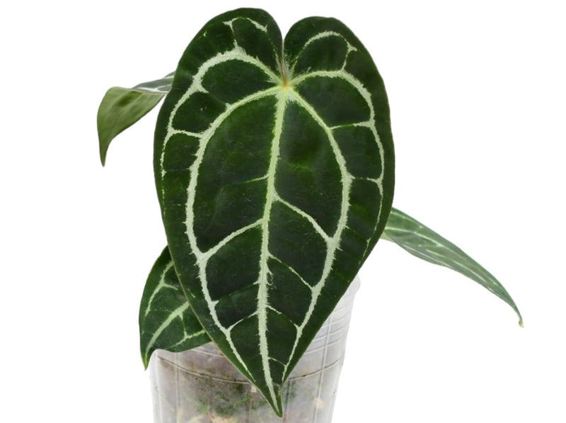 Anthurium Glamour Green