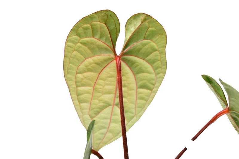 Anthurium Luxury Dreams