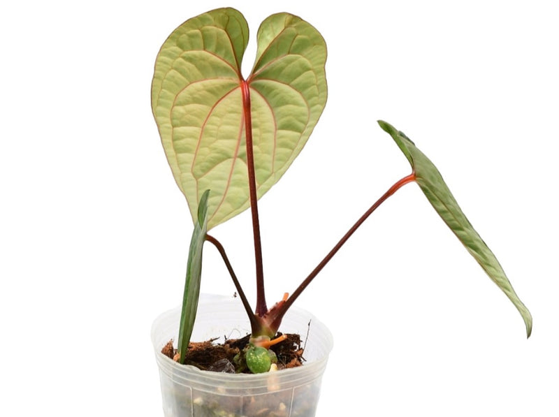 Anthurium Luxury Dreams