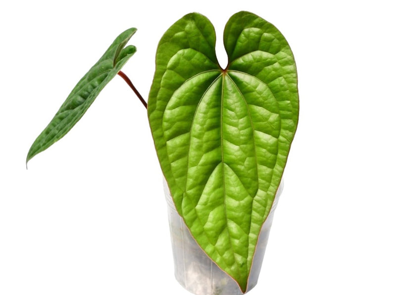 Anthurium Luxury Dreams