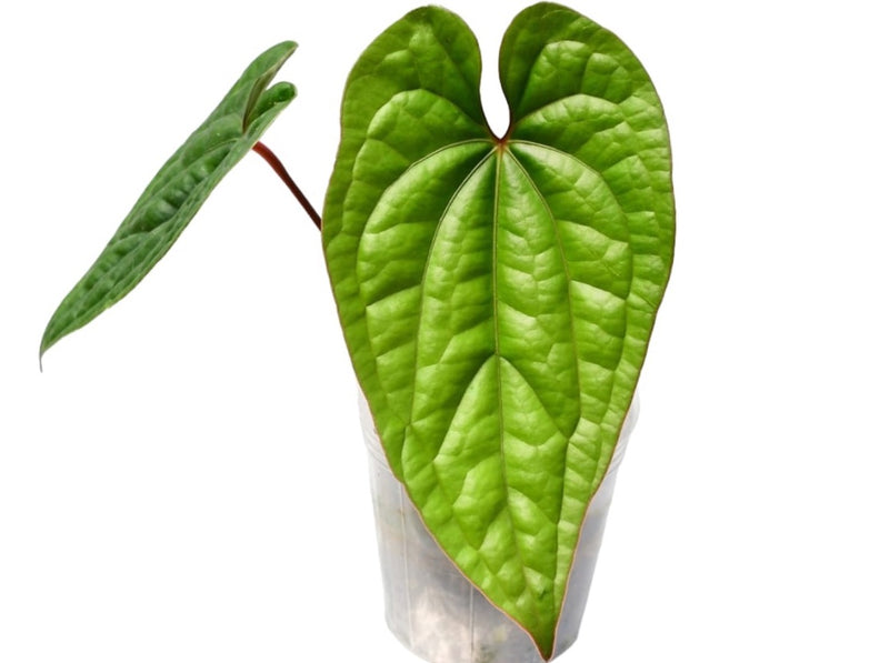 Anthurium Luxury Dreams