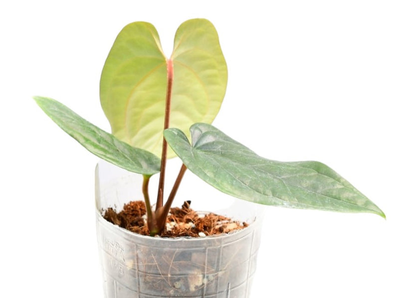 Anthurium Portilla Dreams ‘Fantasy’