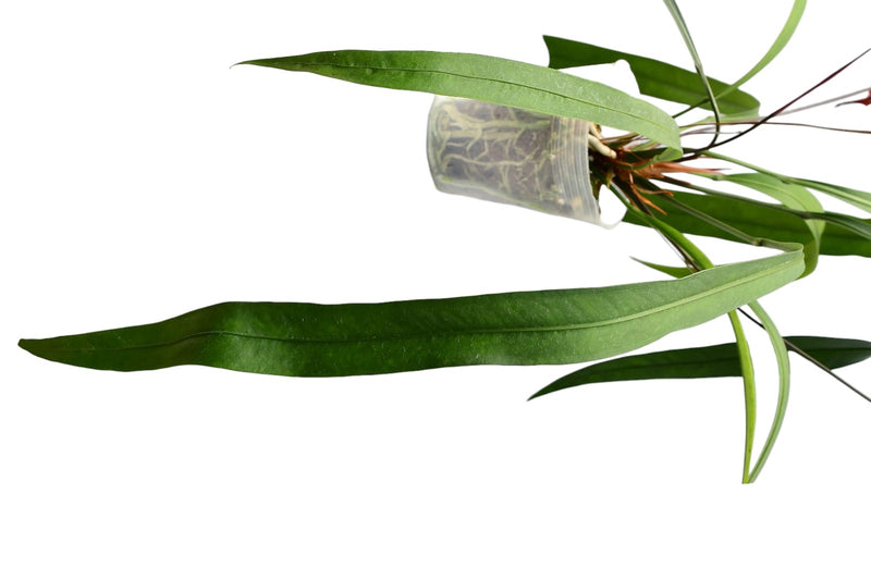 Anthurium Rasta Girl