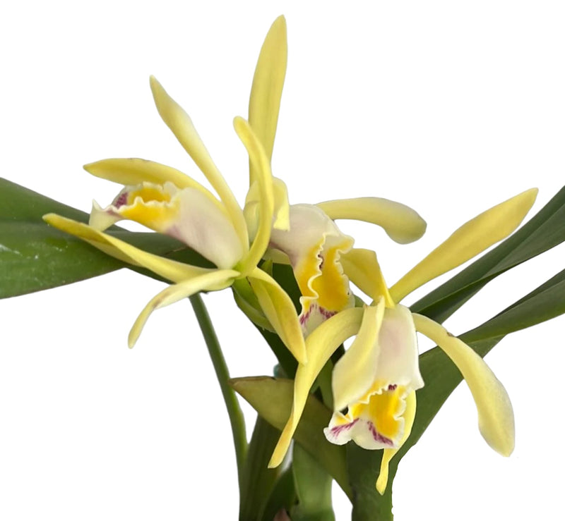 Cattleya iricolor f. xanthina 'Ecuagenera'